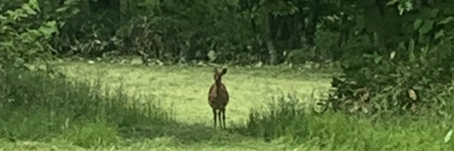 焼肉屋の細川@MADAO🕸️💯 banner