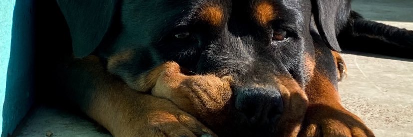 TaliMontagna's profile banner image