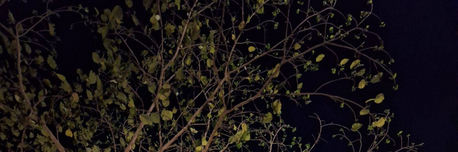 ji_devi's profile banner image