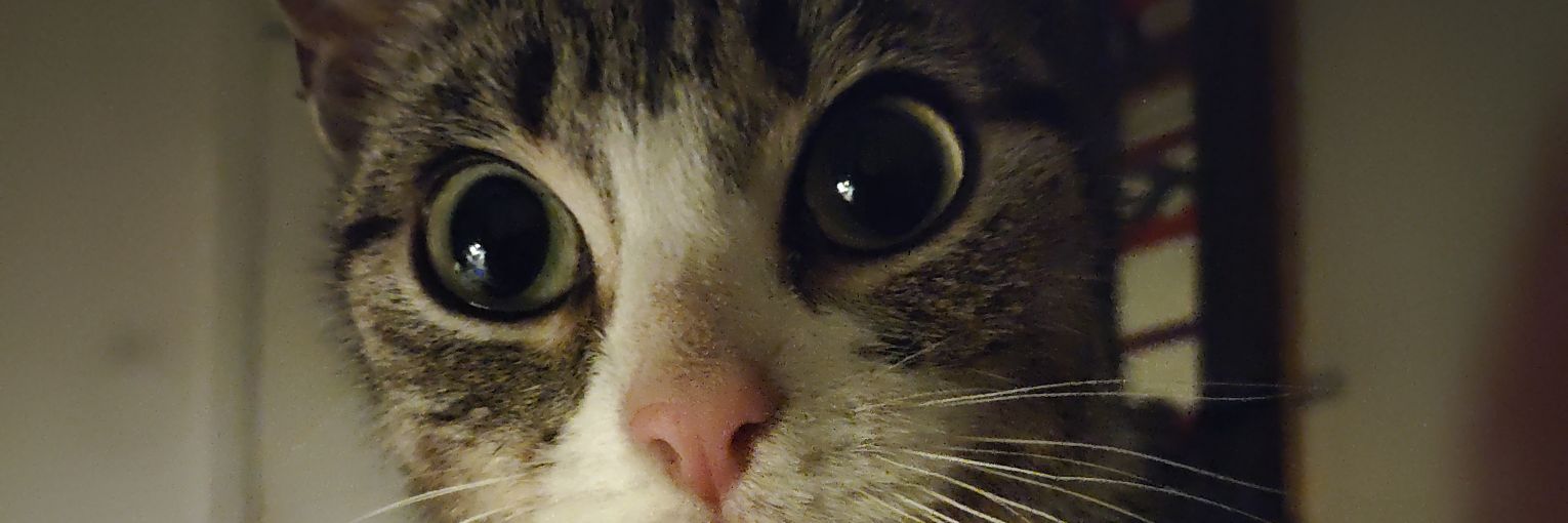 Bohena01❤🇵🇱 banner