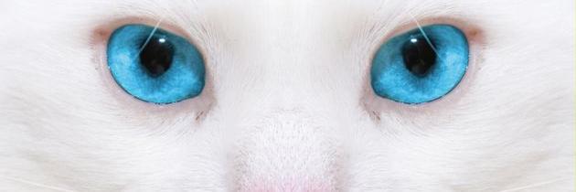 CHUAVECHITA's profile banner image