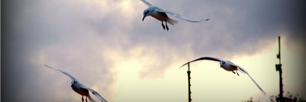 Katttttrin Profile Banner