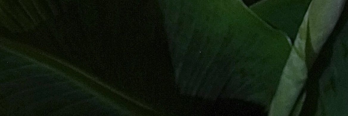DiscoNomen's profile banner image