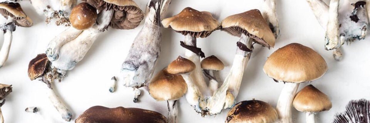 C E L É S T I A L 🍄 banner