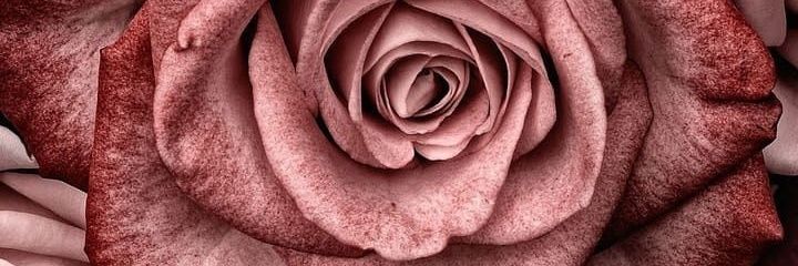 maluguana's profile banner image