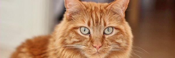 twillo Profile Banner