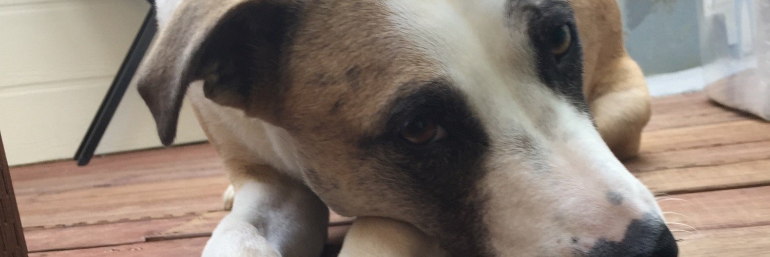 mikedauz's profile banner image