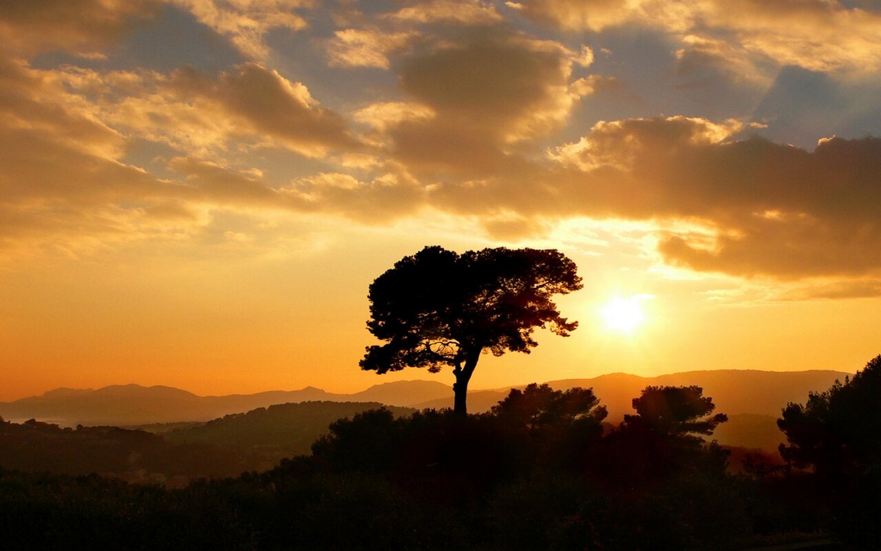 David banner