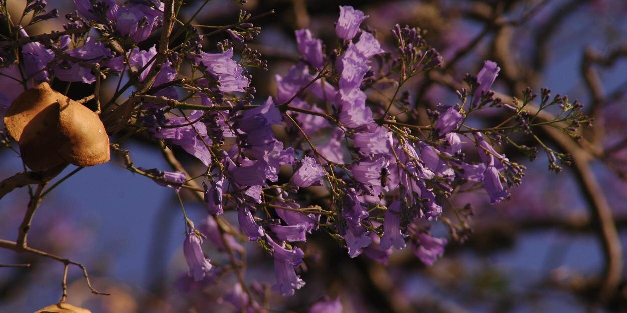 orendona's profile banner image