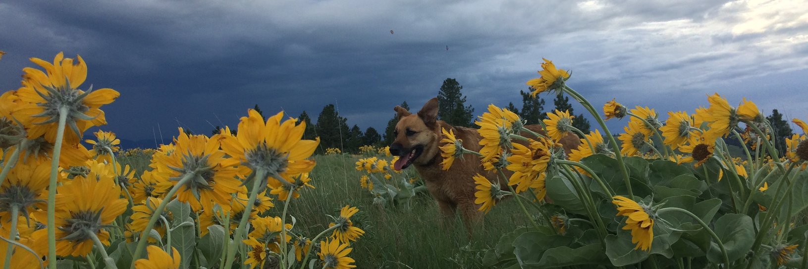 NadiaWh's profile banner image