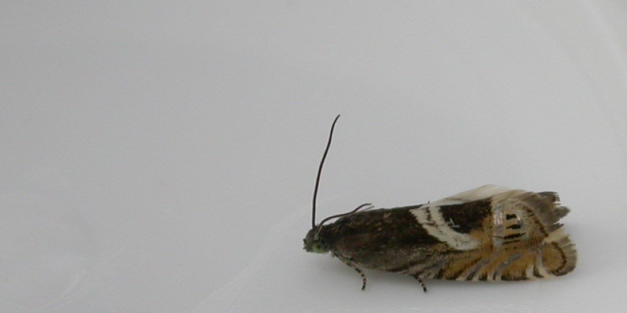 allthingsmothy banner