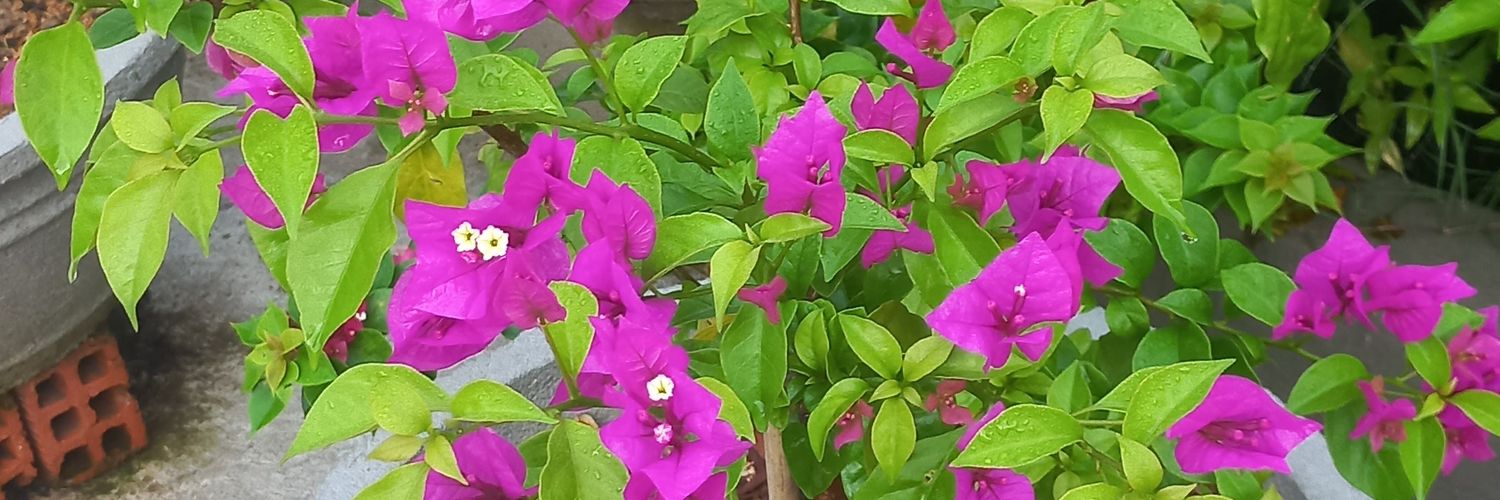 cuongmdf0's profile banner image