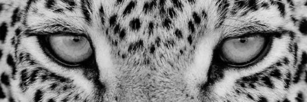 pipuerbakera Profile Banner