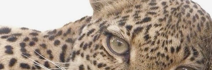 🤷🏻‍♂️ banner