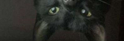 🐯 banner