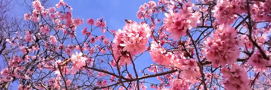 Kendra Brown, MD, MS banner