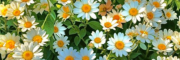 MeSaucedo12 Profile Banner