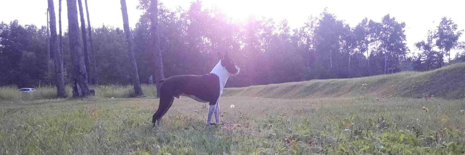 TuckertheBoston's profile banner image