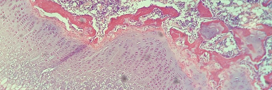 Frederika Sullivan (she/her) banner