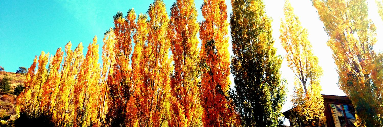 Elena Padilla banner