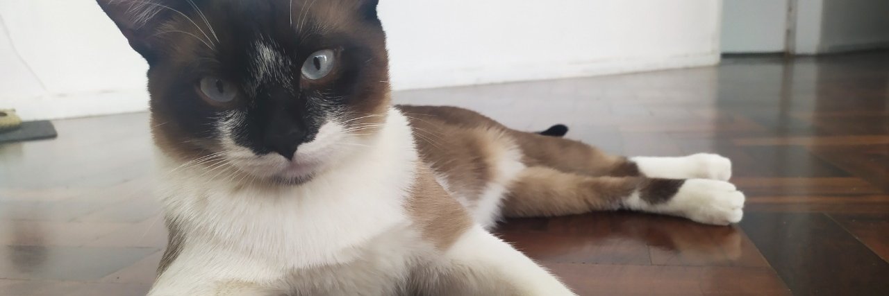 JJ_Cats_'s profile banner image