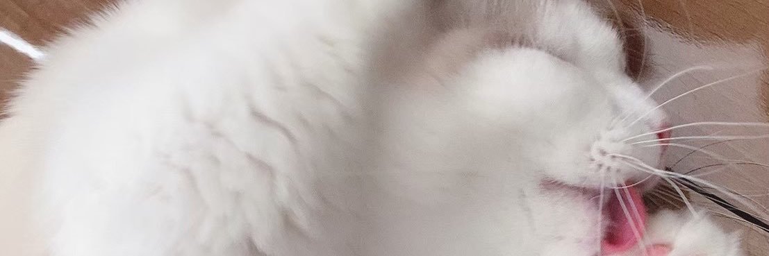 karin33cat's profile banner image