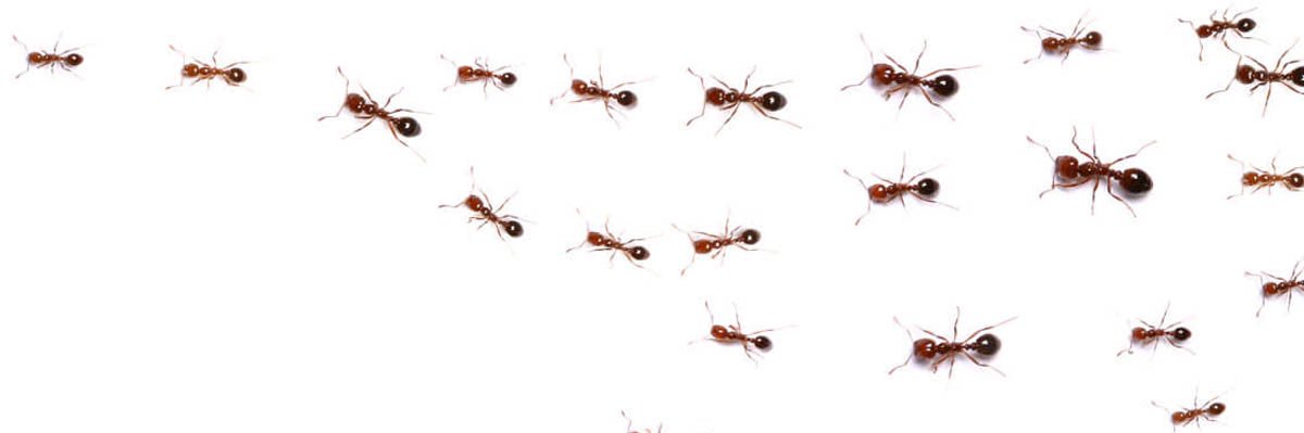 Trending Ants banner