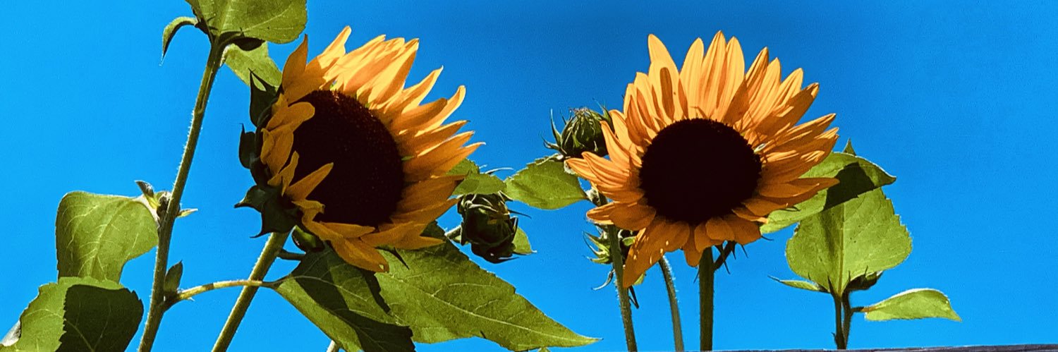 andriaamaral's profile banner image