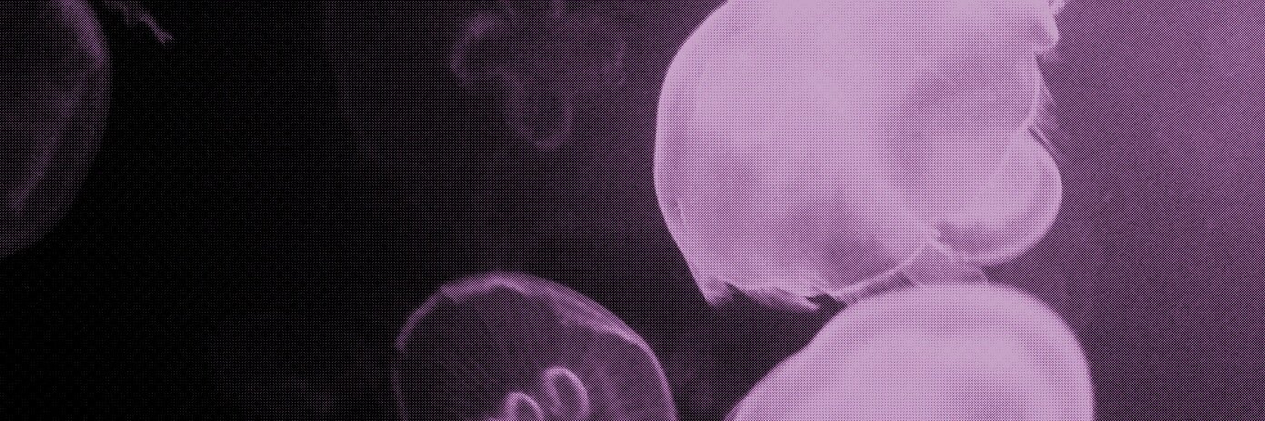David Graham banner