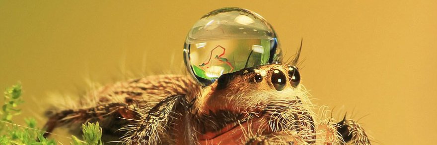 SoothSpider 🇨🇦🍁🧡真🔬💻Ω 🐶😼🌎 banner