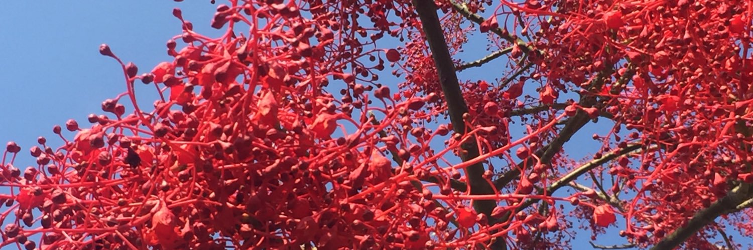 This way madness lies banner