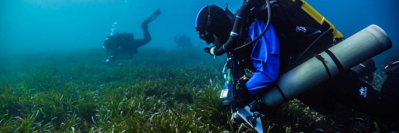 BlueLeaf Conservation banner