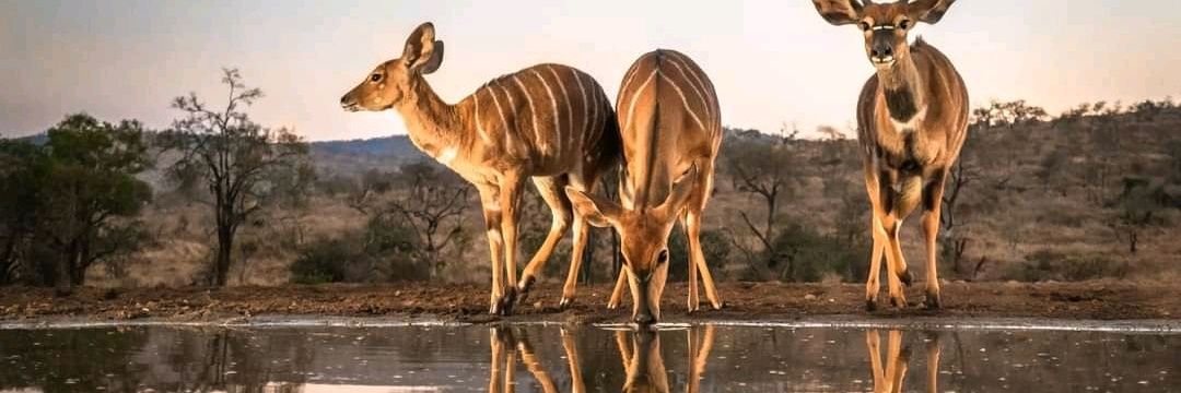 Fortune Magagula banner