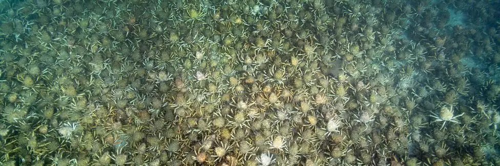 CrabSaison 〓〓 banner