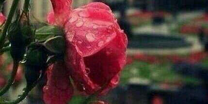 abeer11341's profile banner image
