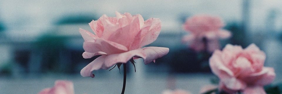 lilflowers6's profile banner image