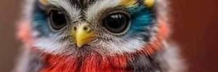 dicous's profile banner image