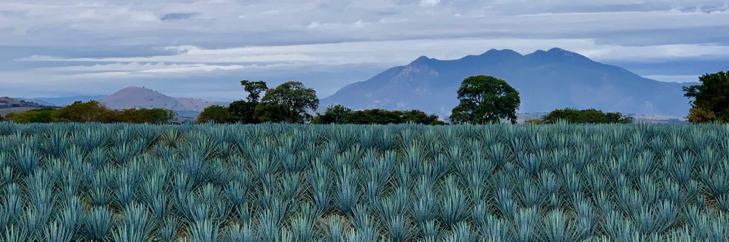 Francisco de la Torre 🥑 banner