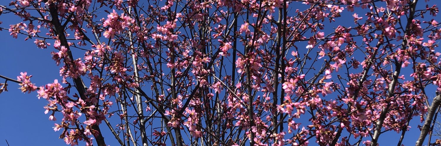 Kornelia Polyak banner