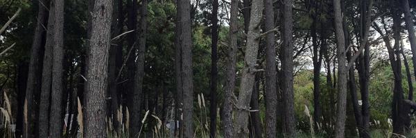 cacheperalta Profile Banner