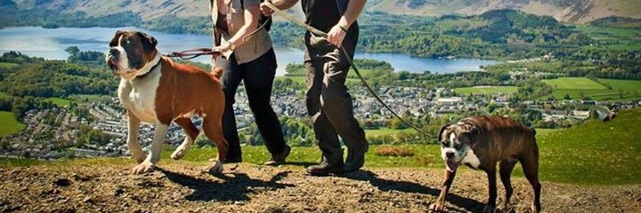 Podgy Paws Pet Shop banner