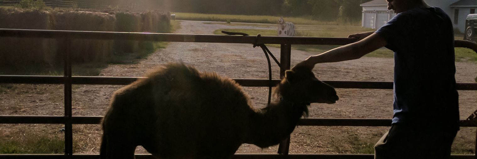 camels101's profile banner image