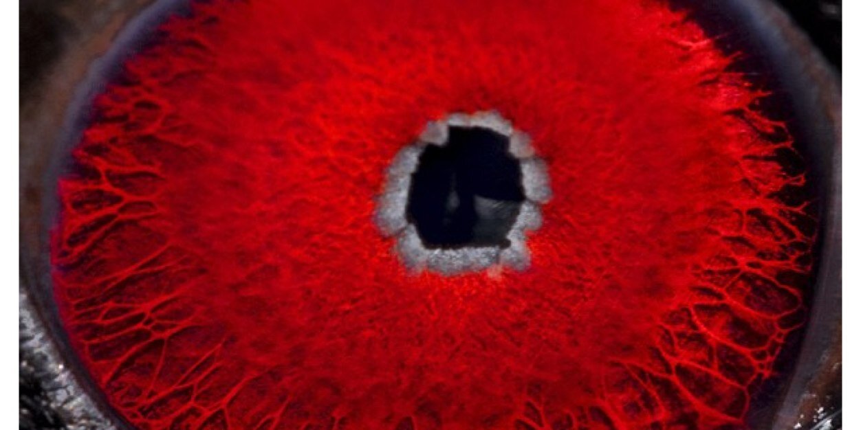 TheShadowVine's profile banner image