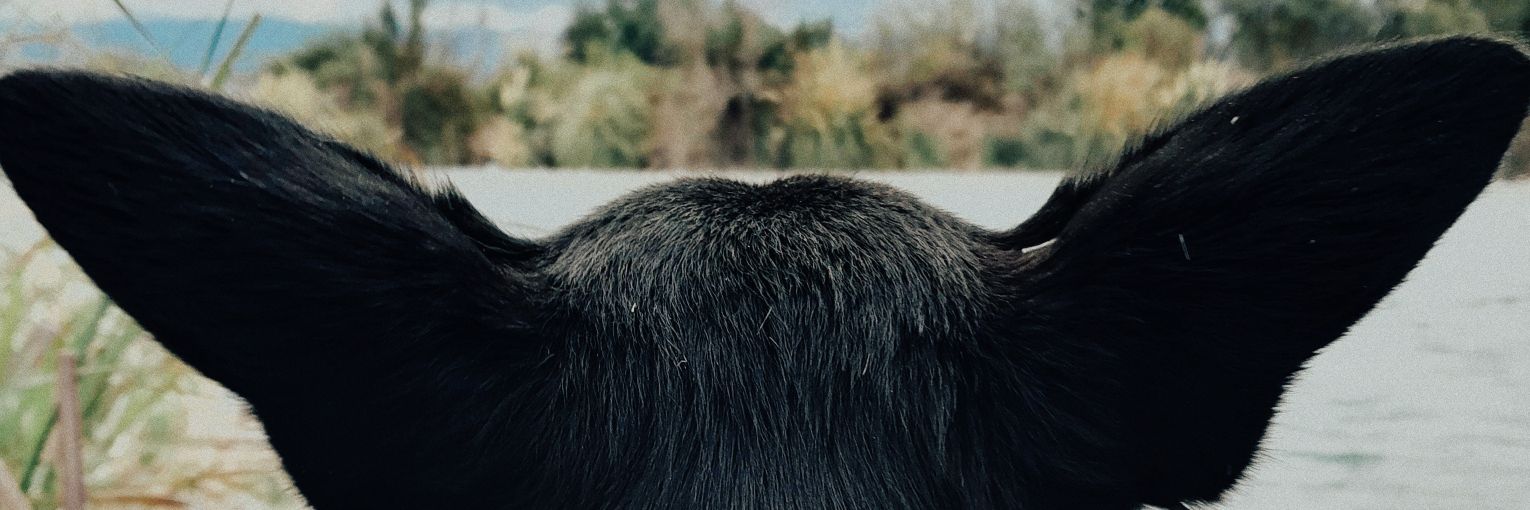 pilimolinad's profile banner image