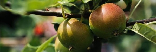 TreesAreGoodCIC Profile Banner