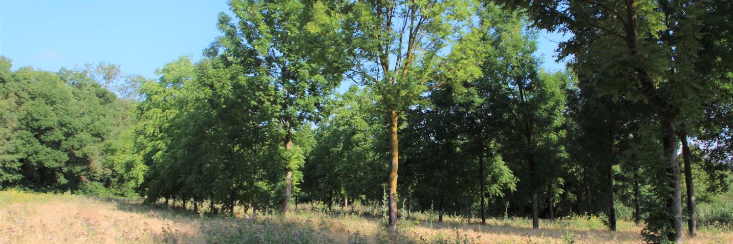 Romane Mettauer banner