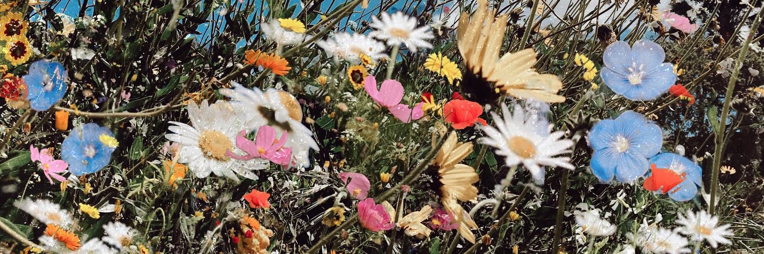 DAISY◡̎DOO♡ 🌴⸆⸉ banner