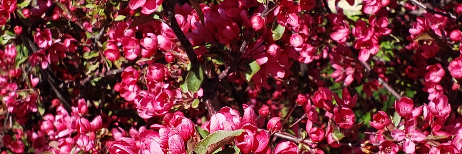 Dr. Andrew Scheldorf banner