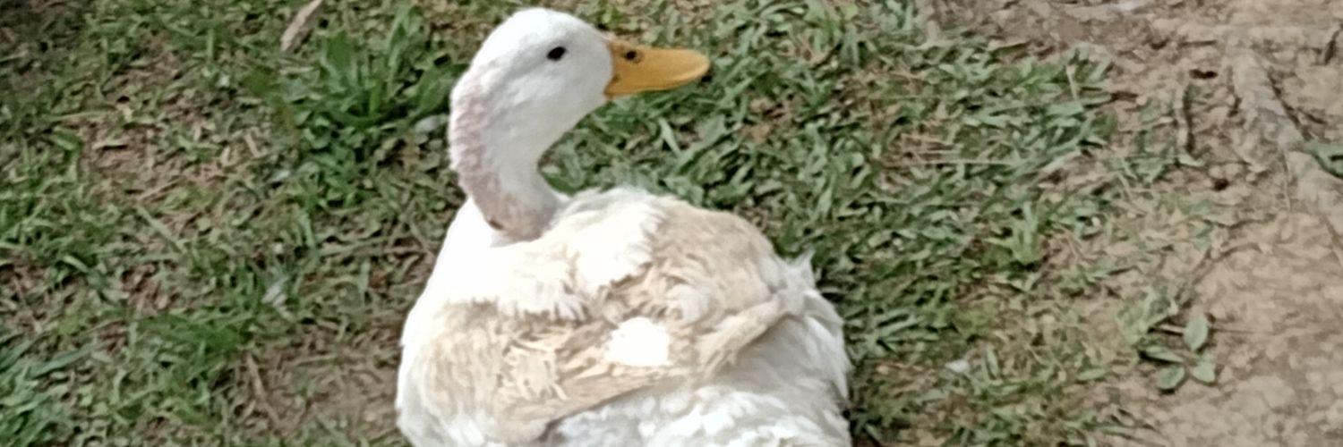 Wesley Styles banner