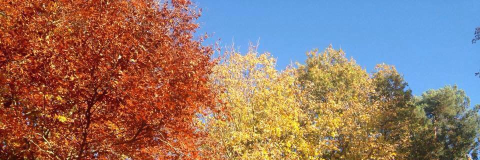 Dr Jami Dixon banner